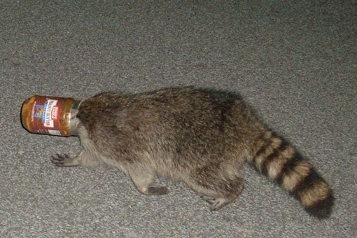 A raccoon with its head stuck in a peanut butter jar